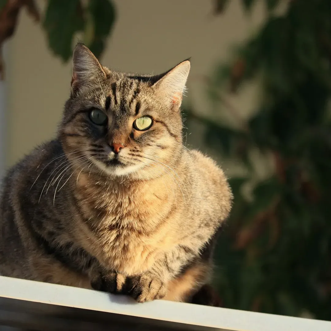 Creating the Perfect Balance for Your Sun-Seeking Friend (Image Credits: Unsplash)