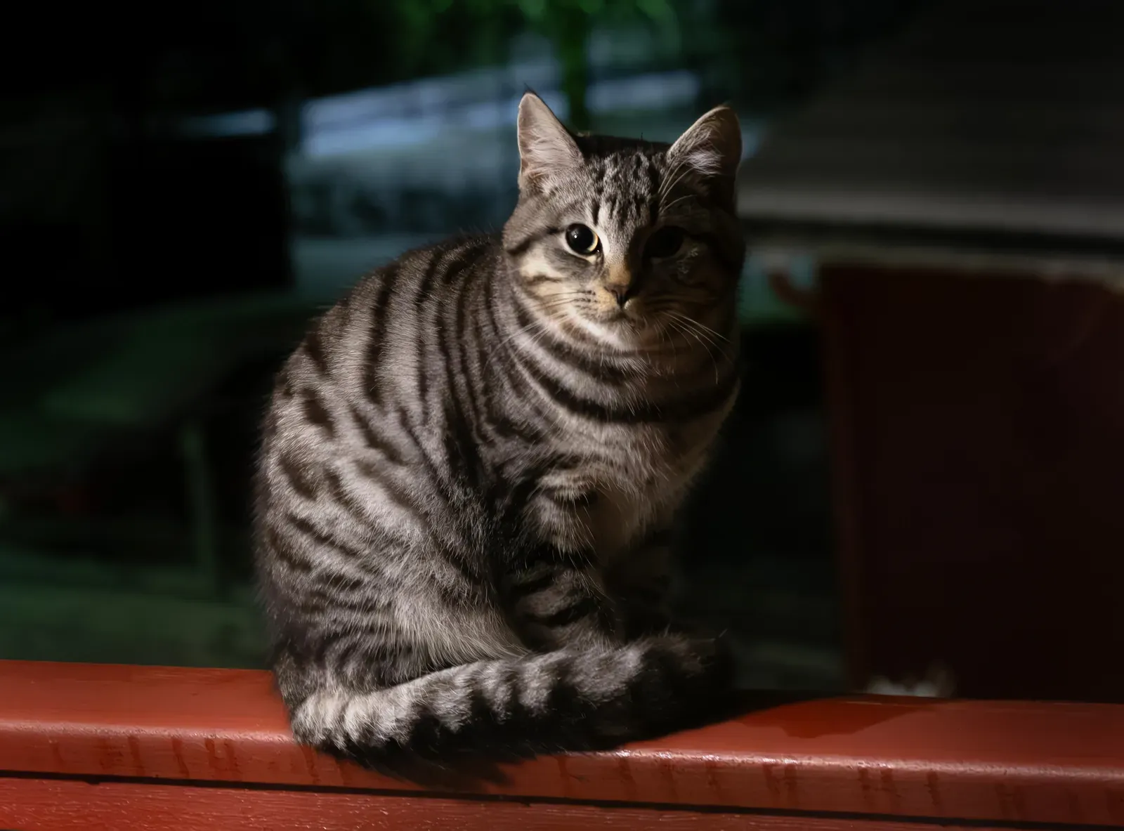 Conclusion: Embracing Your Cat's Natural Rhythms (Image Credits: Wikimedia)