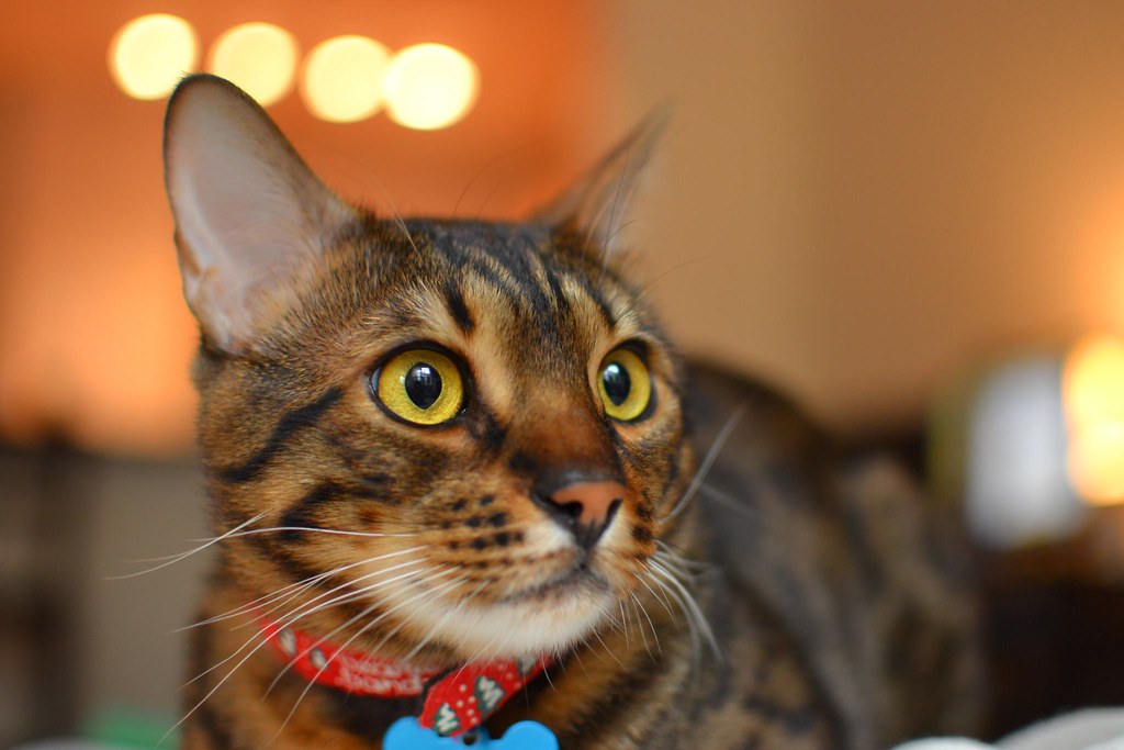 Bengal Cats (Image Credits: Flickr)