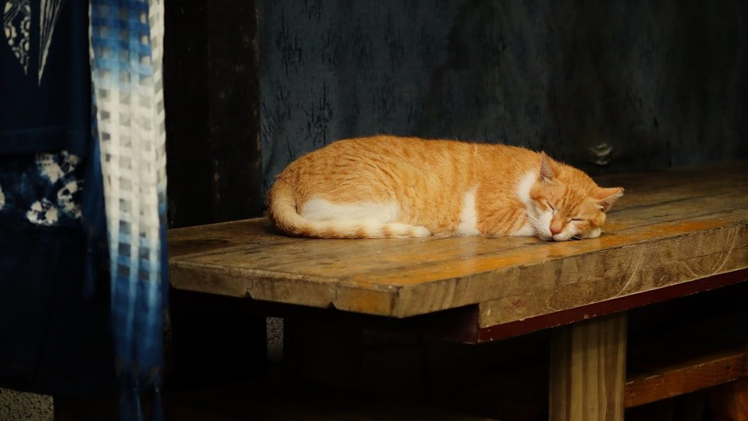 Personality Traits: The Lion Within (Image Credits: Unsplash)