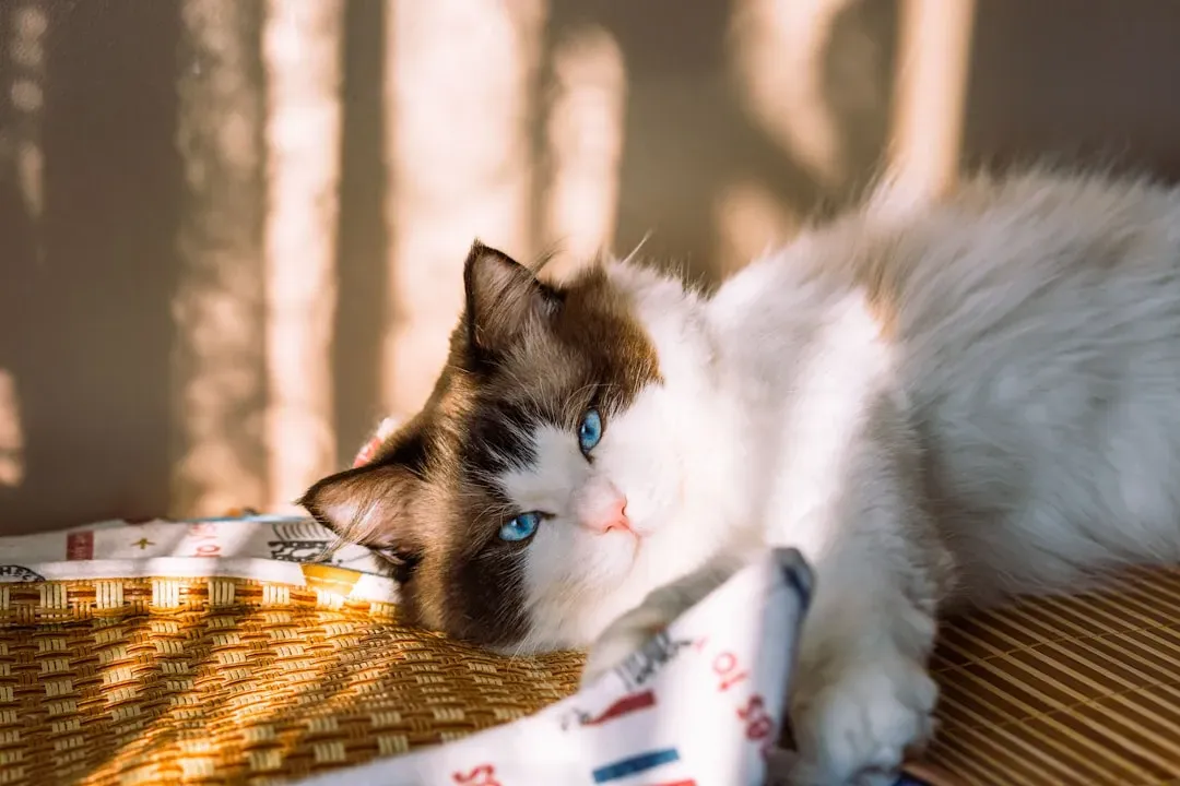 The Ultimate Velcro Cat: Ragdoll (Image Credits: Unsplash)