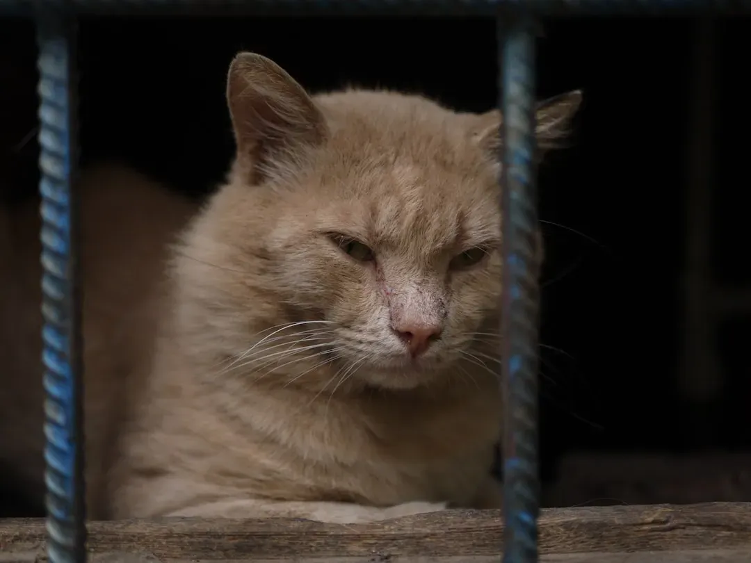 The Great Myth of the "Totally Independent" Cat (Image Credits: Unsplash)