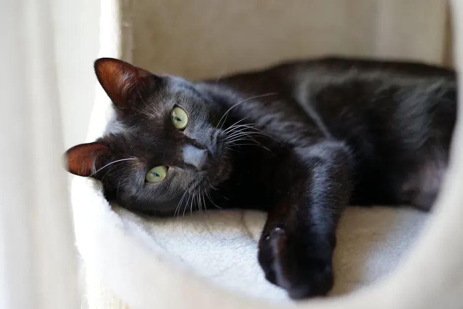 Myth 6: Black Cats Have Aggressive, Unpredictable Personalities (Image Credits: Pexels)
