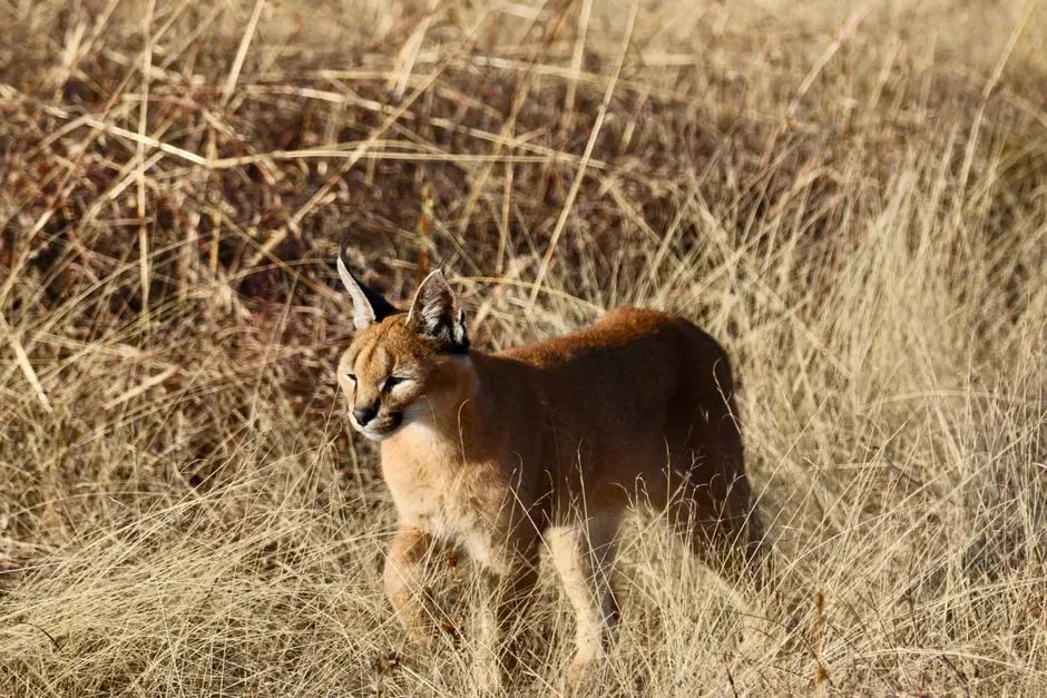 #11 Aquarius and the Caracal (Image Credits: Pexels)