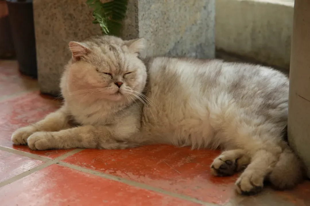 The Hidden World of Senior Cat Behavior (Image Credits: Unsplash)