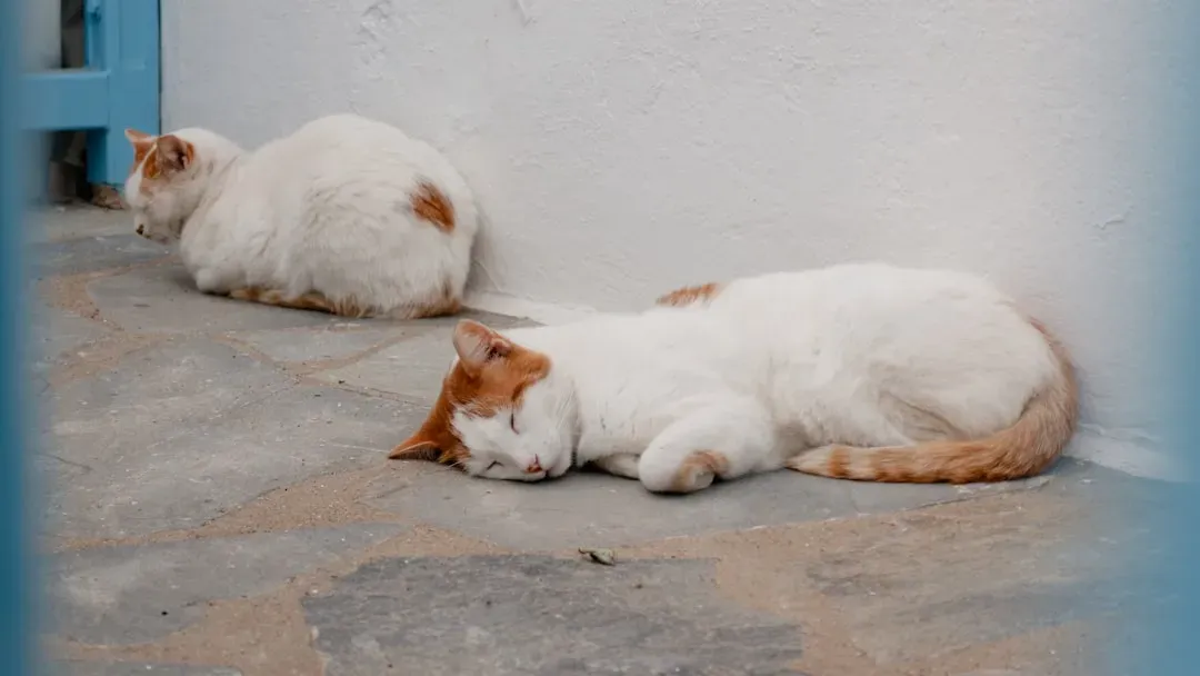 Age Changes Everything About Cat Sleep (Image Credits: Unsplash)