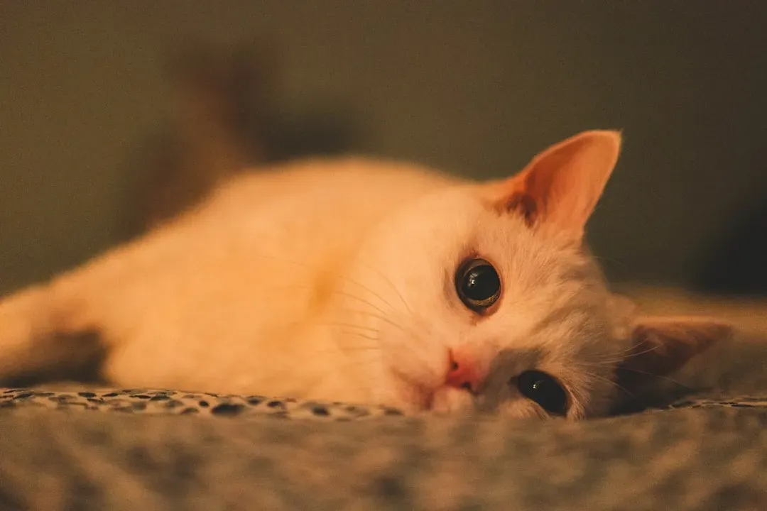 Myth 4: Purring Always Means Your Cat Is Happy (Image Credits: Unsplash)