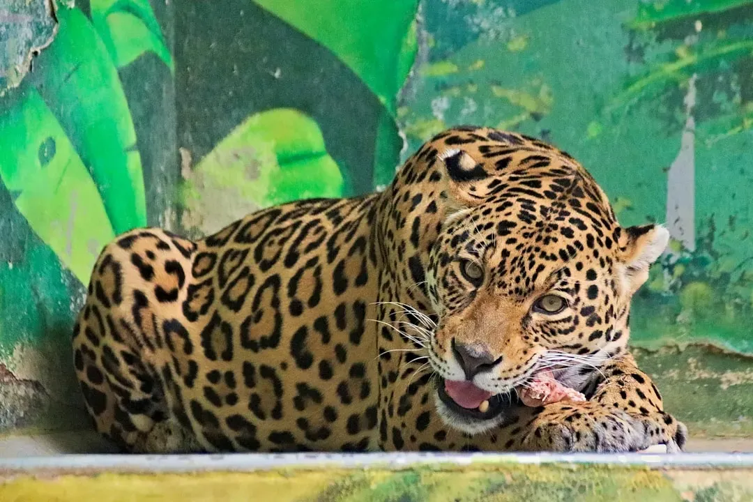 What Jaguars Actually Eat (Image Credits: Unsplash)