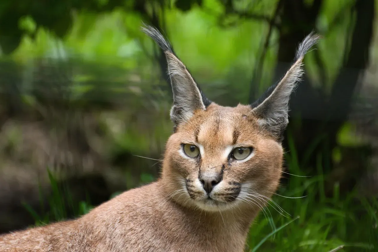 9. Caracal: The Ear-Tufted Athlete With a Not-So-Catlike Jump (Image Credits: Pixabay)