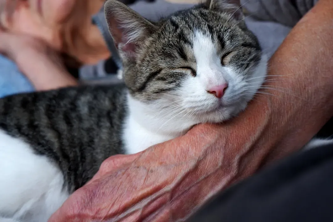Cats Help Combat Loneliness and Social Isolation (Image Credits: Unsplash)