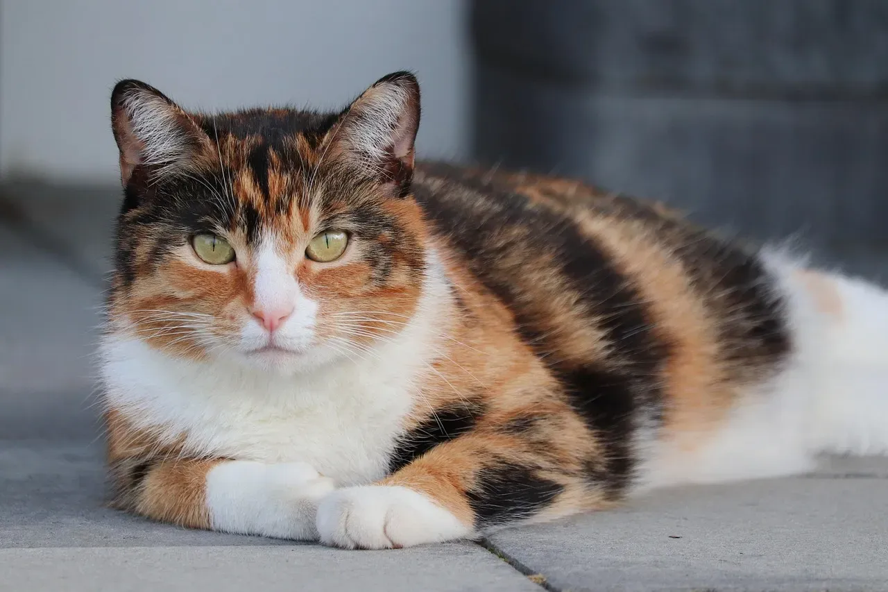 Their Memory Makes Their Observations Stick (Image Credits: Pixabay)