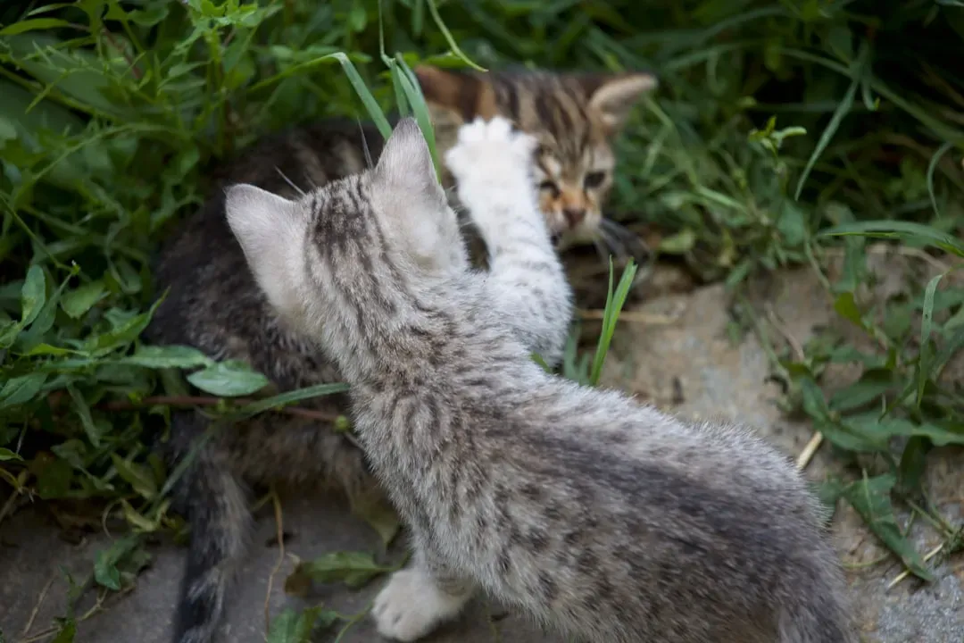 #7 Play fighting to establish social boundaries (Image Credits: Unsplash)