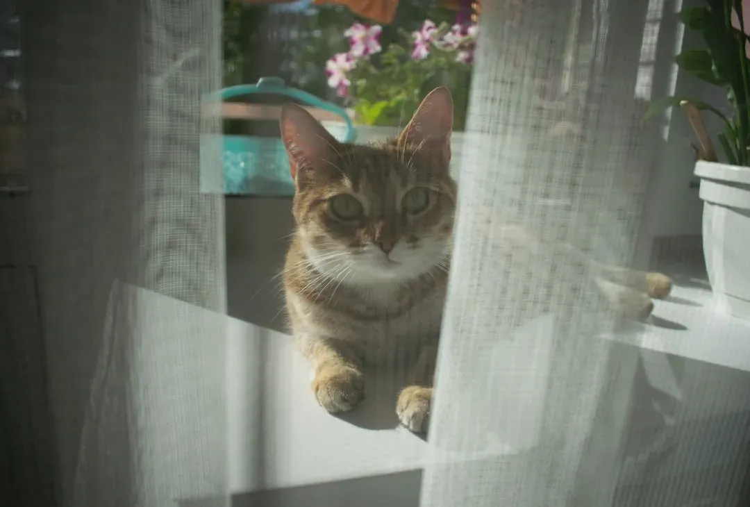 Sunny Window Sills and Ledges (Image Credits: Unsplash)