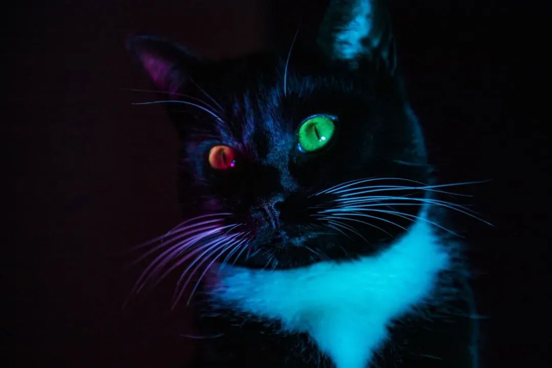 Cats Can See Perfectly in Complete Darkness (Image Credits: Unsplash)