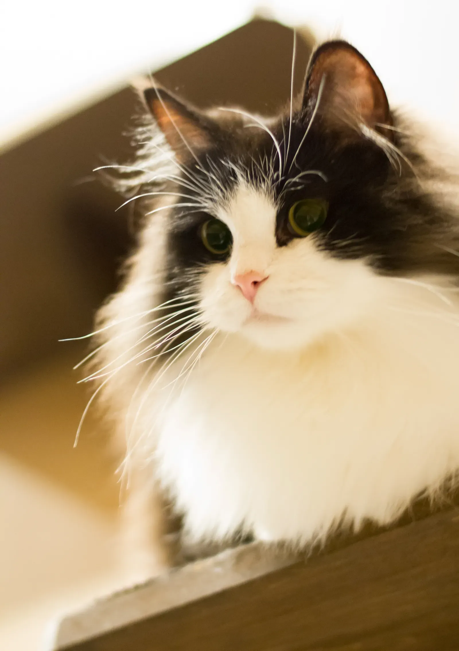 #5 - Ragamuffin (RamuUploaded by SunOfErat, CC BY-SA 2.0)