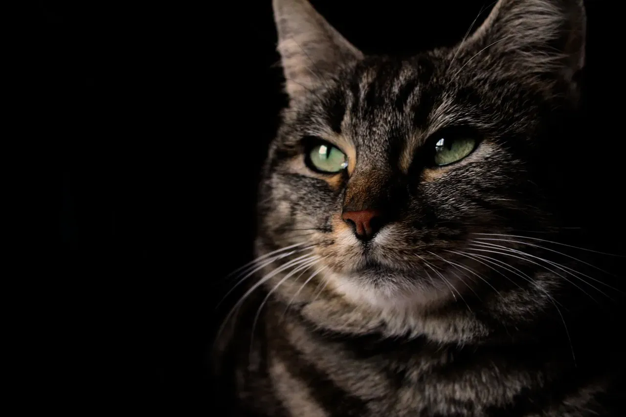 What Science Actually Says About Cats and Ghosts (Image Credits: Pixabay)