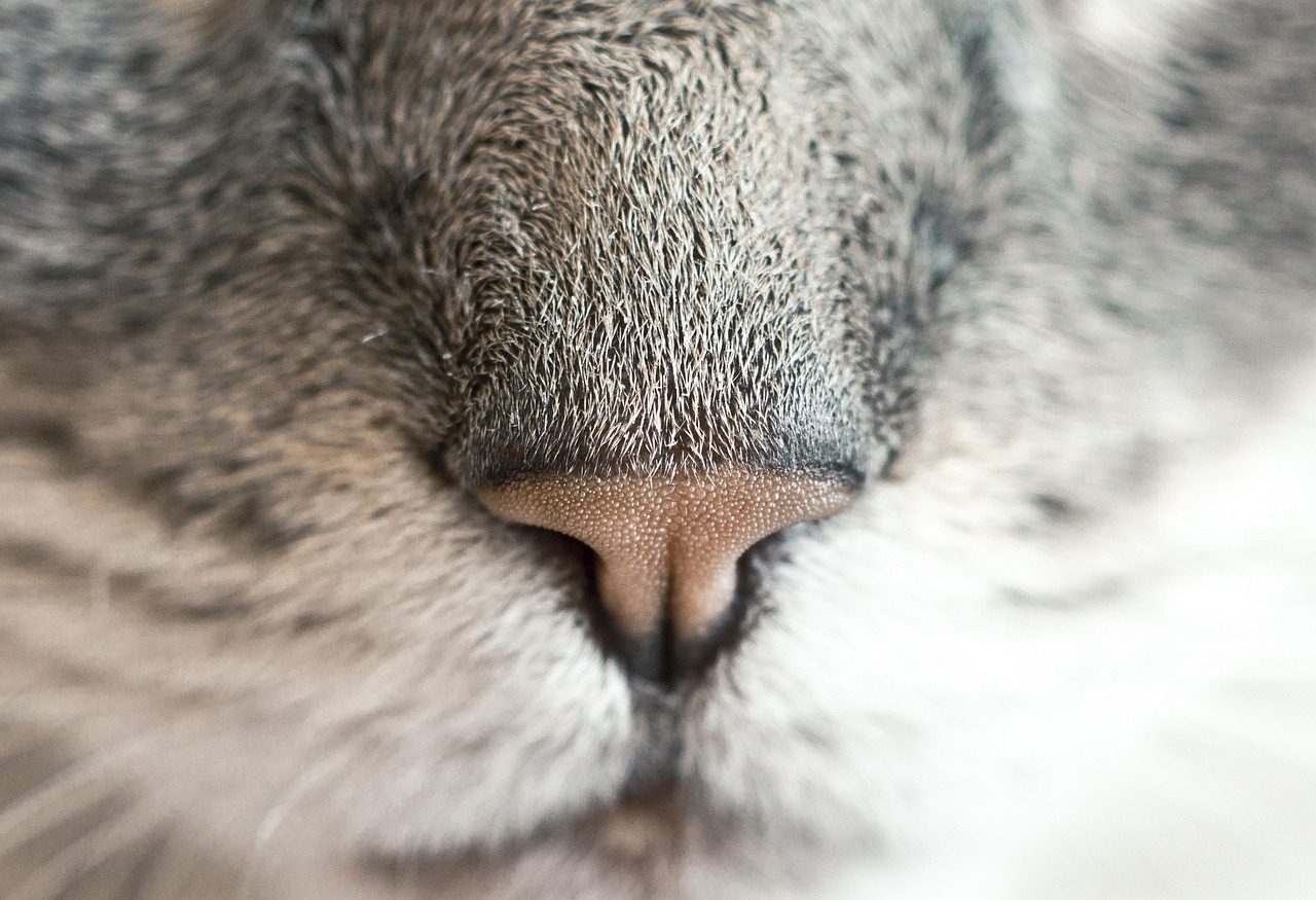 How Smell Dominates Your Cat's Food Choices (Image Credits: Pixabay)
