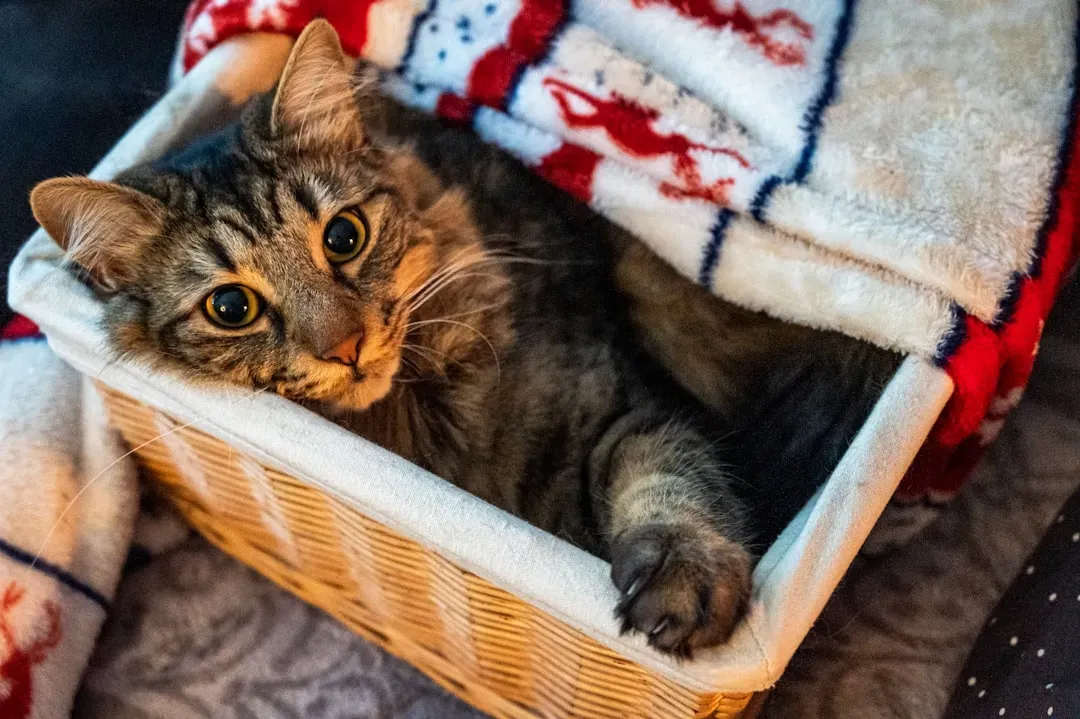 #6 - Not Washing Their Favorite Blanket Too Often (Image Credits: Unsplash)