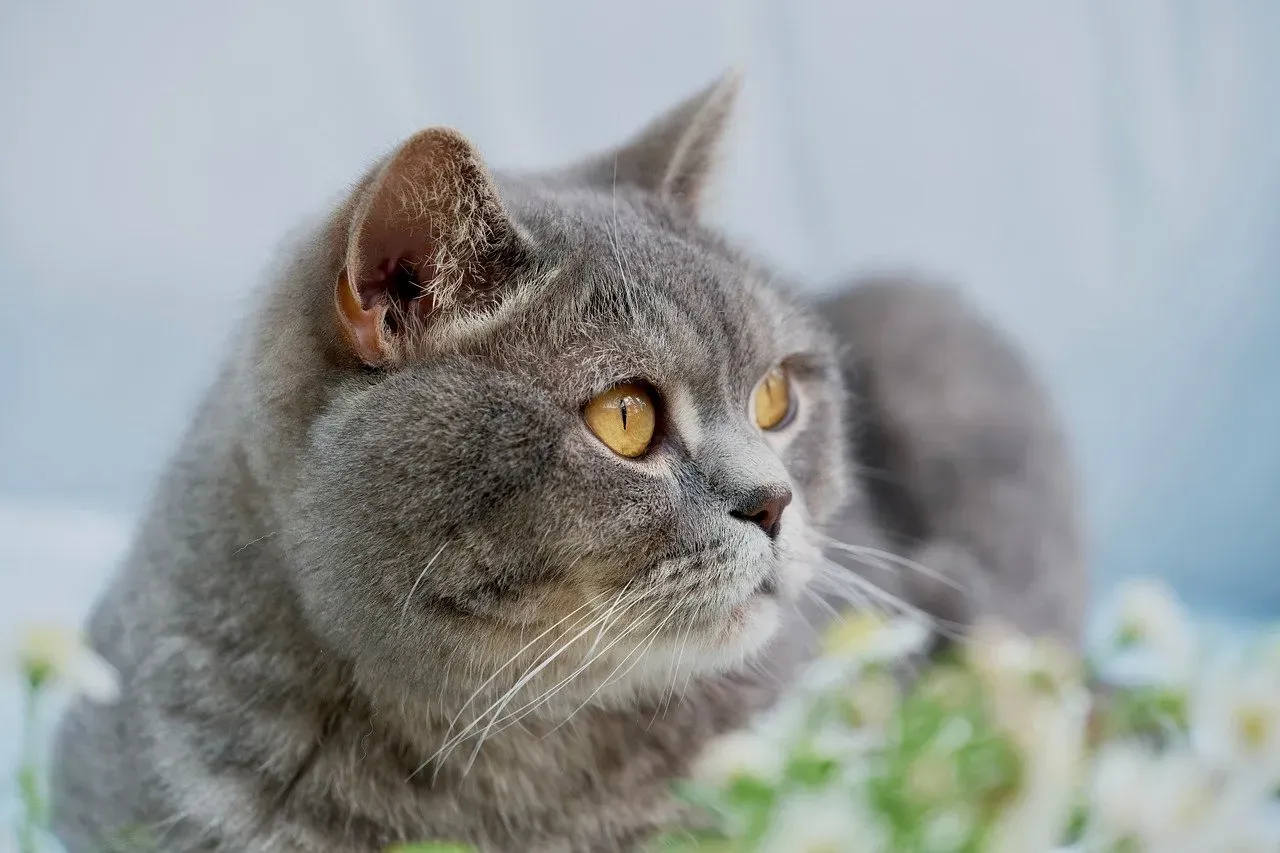British Shorthair: The Calm Observer (Image Credits: Pixabay)