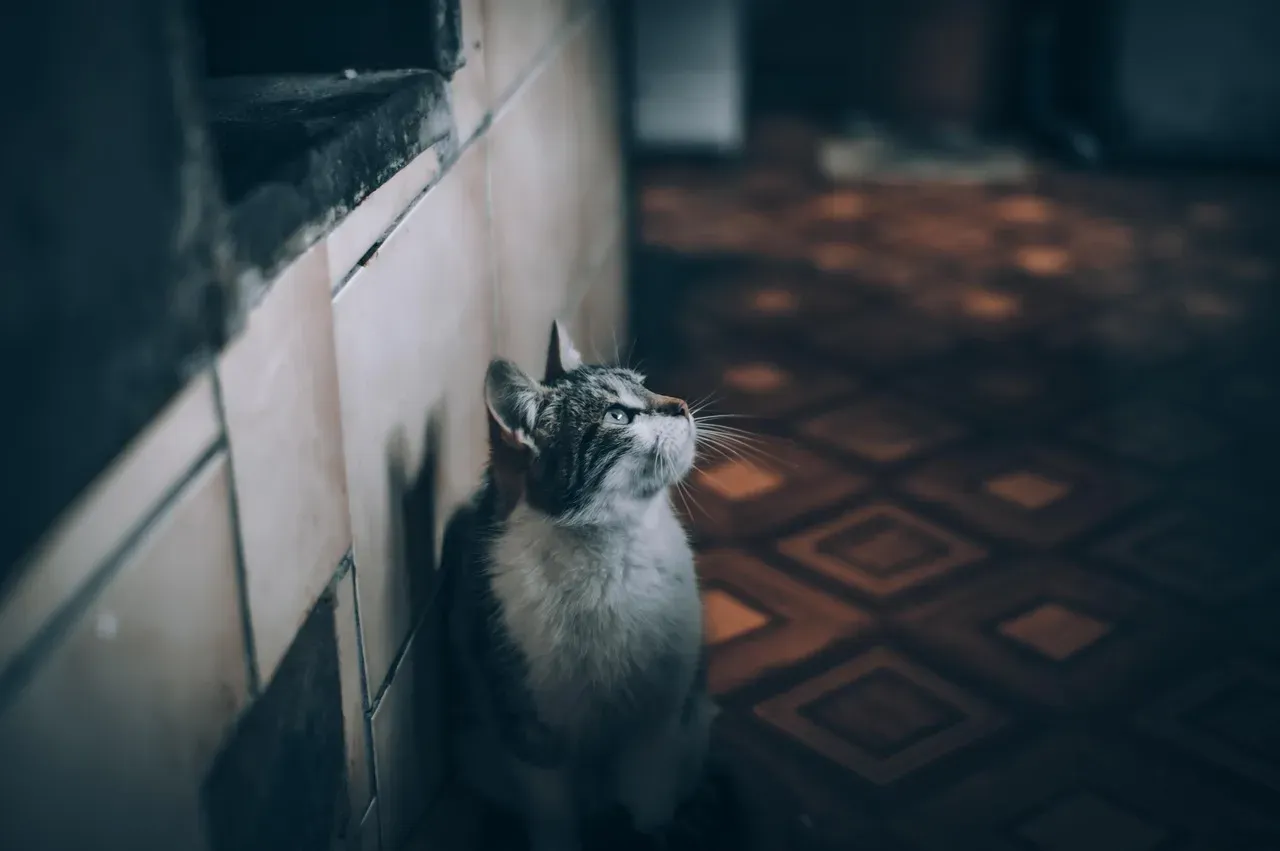 #1 - Your Cat Isn't Nocturnal. It's Something Weirder. (Image Credits: Pixabay)