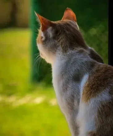In the Wild, Turning Your Back Means Someone Else Is on Guard (Image Credits: Pexels)