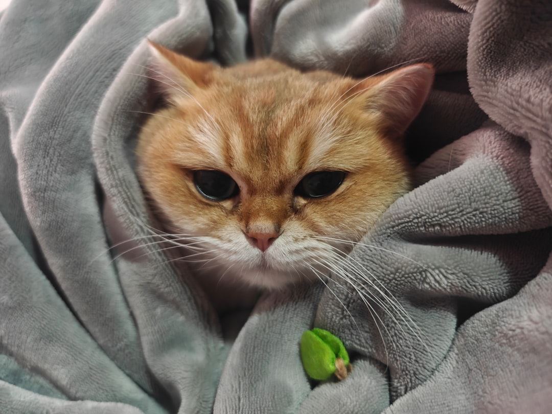 Stress Reduction and Anxiety Relief (Image Credits: Unsplash)