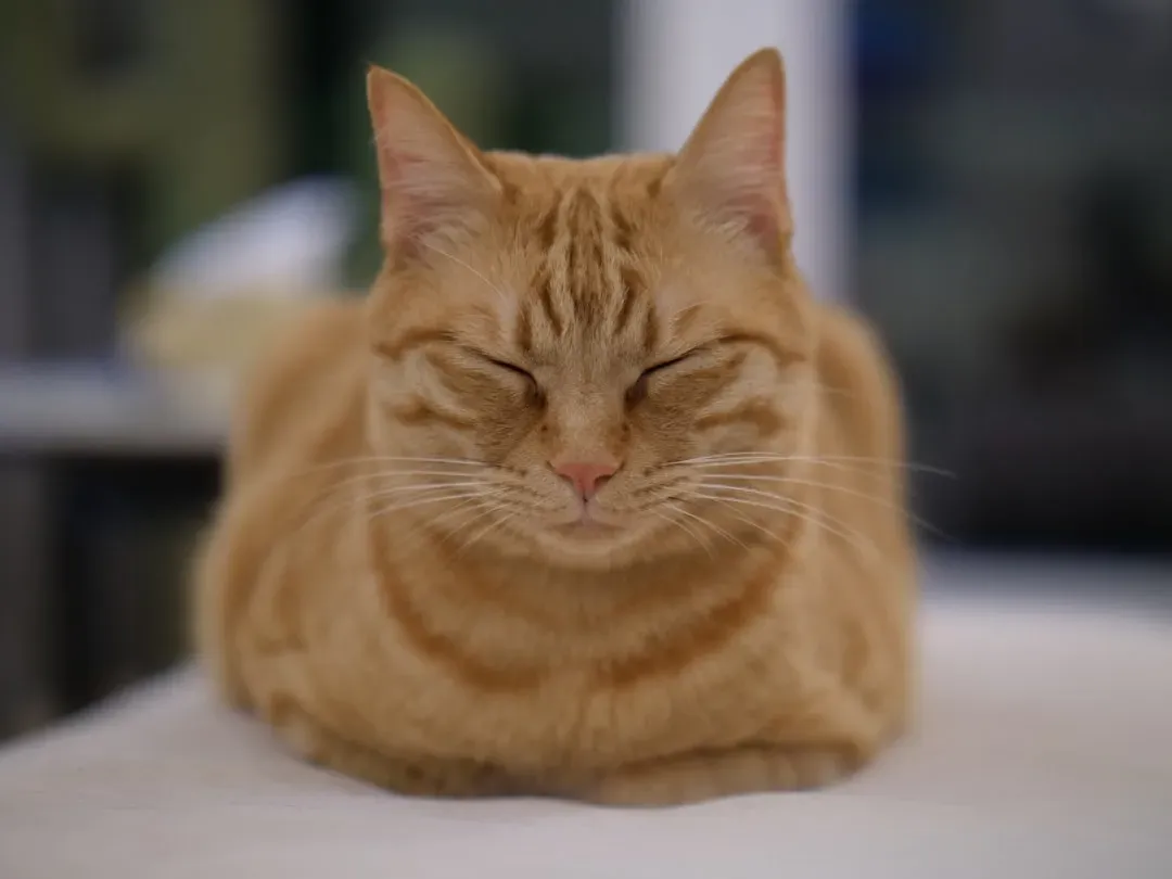 The Cat Loaf: Alert But Comfortable (Image Credits: Unsplash)