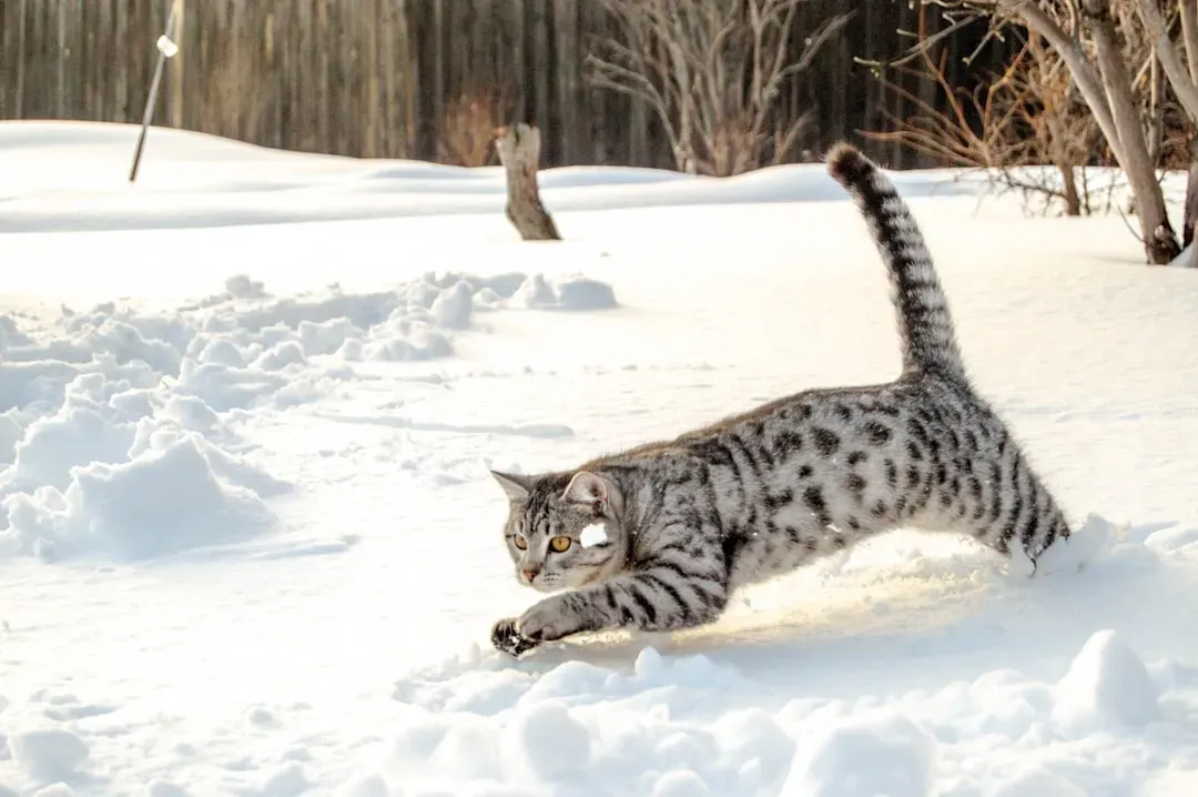 Egyptian Mau: The Intelligent Hunter (Image Credits: Unsplash)