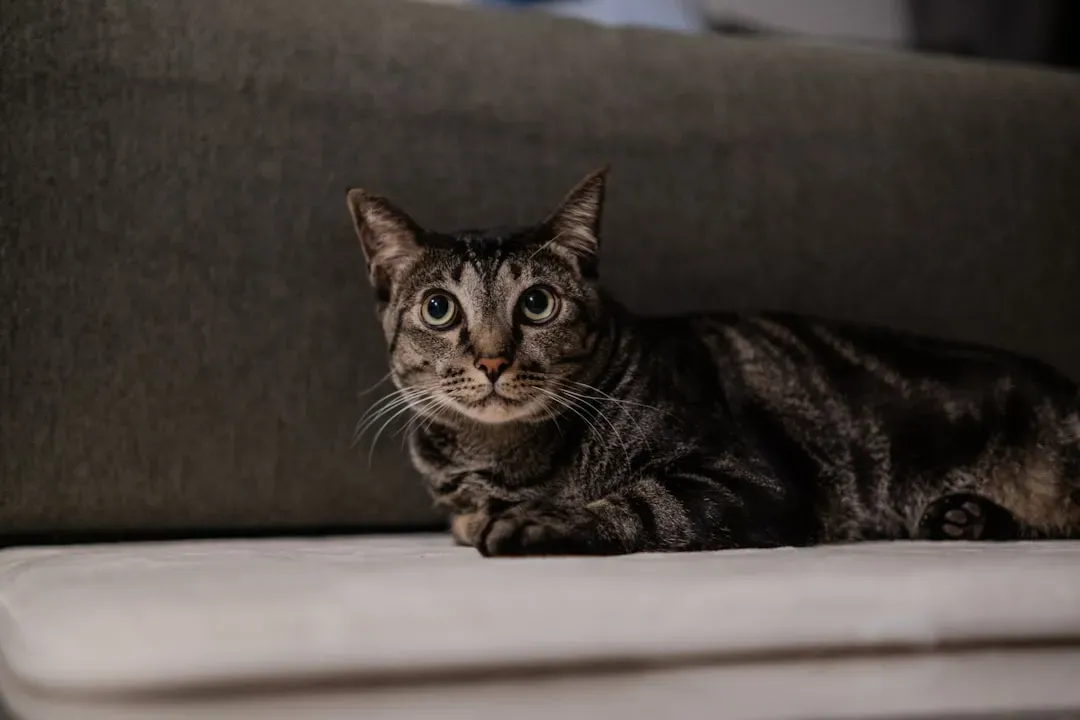 Creating a Senior Friendly Home Environment (Image Credits: Unsplash)