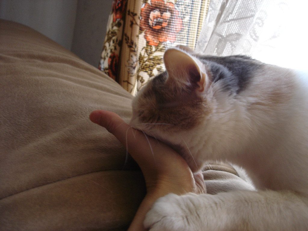 The Love Bites That Don't Actually Hurt (Image Credits: Flickr)