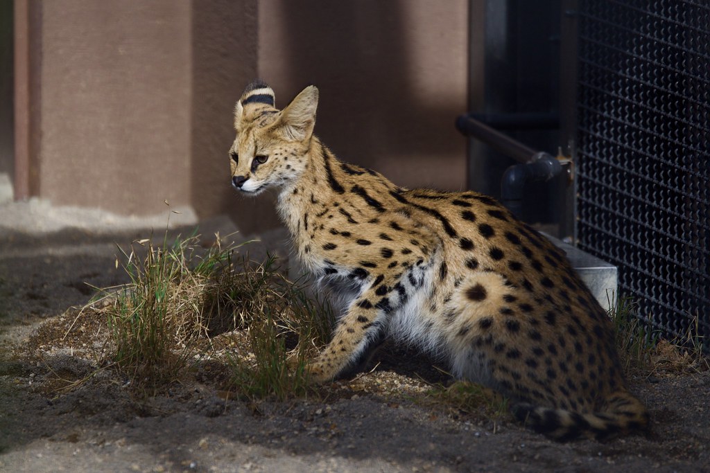Libra: The Diplomatic Serval (Image Credits: Flickr)