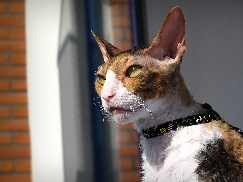 Cornish Rex: The Velvet Sun Seeker (Image Credits: Flickr)