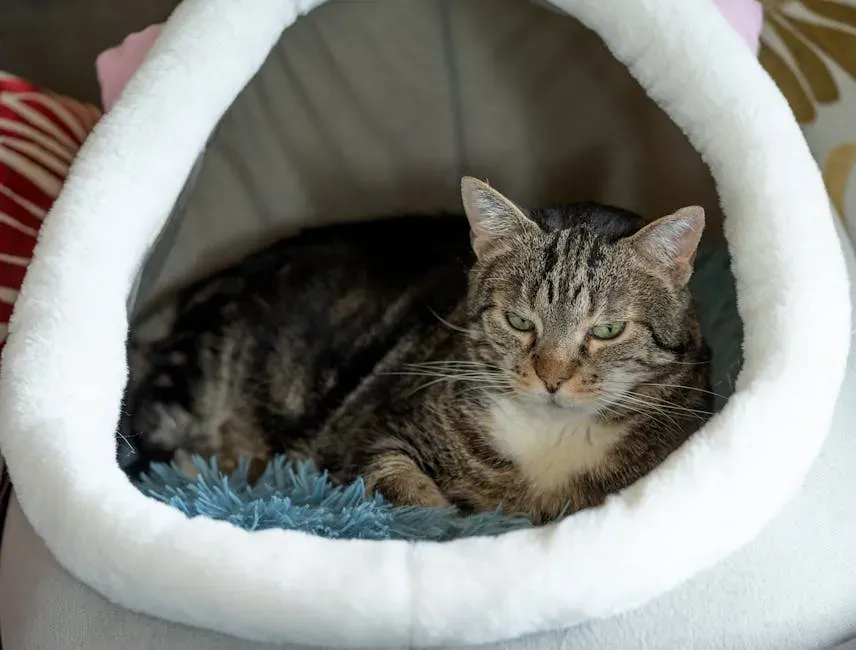 2. Cat Cave Beds: The Ultimate Private Hideaway (Image Credits: Pexels)