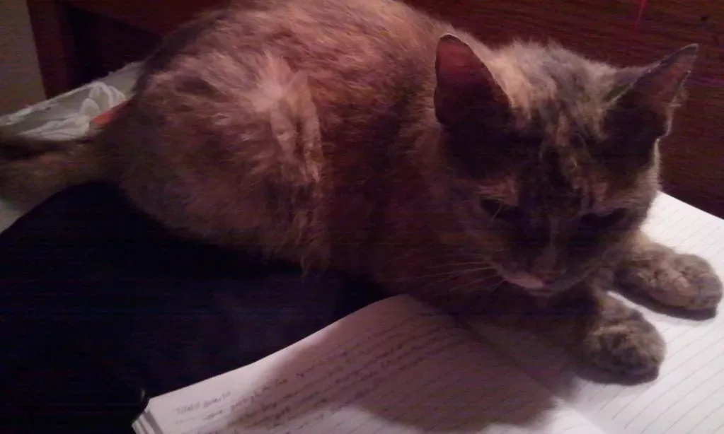 Aquarius: Burmese Cats Are Too Emotionally Clingy (Image Credits: Flickr)