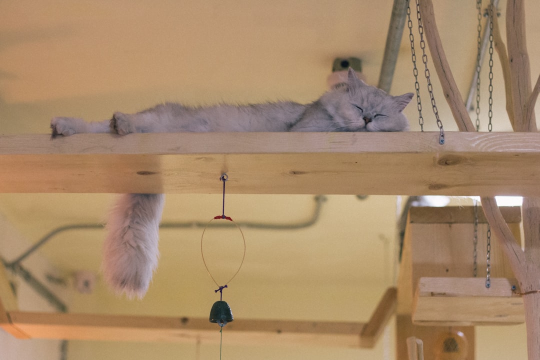 High Places Provide Strategic Advantages (Image Credits: Unsplash)