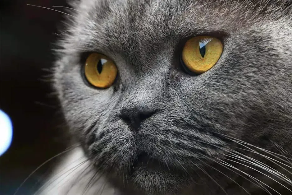 The Eyes Never Lie: What Your Cat's Gaze Really Means (Image Credits: Pexels)