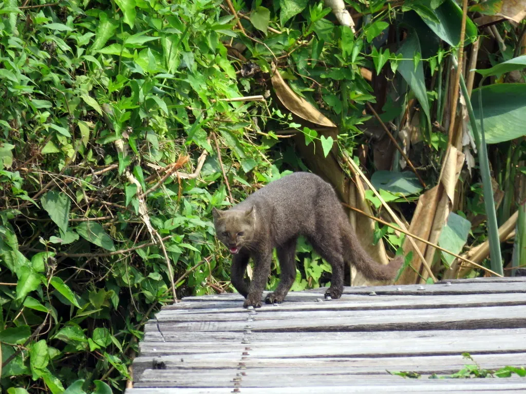 6. Jaguarundi – The Low‑Slung Mystery Cat of the Borderlands (By Diego Carús, CC0)