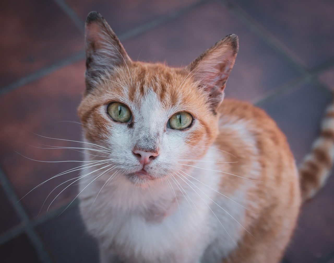 The Figure-Eight Leg Weave During Meal Prep (Image Credits: Pixabay)