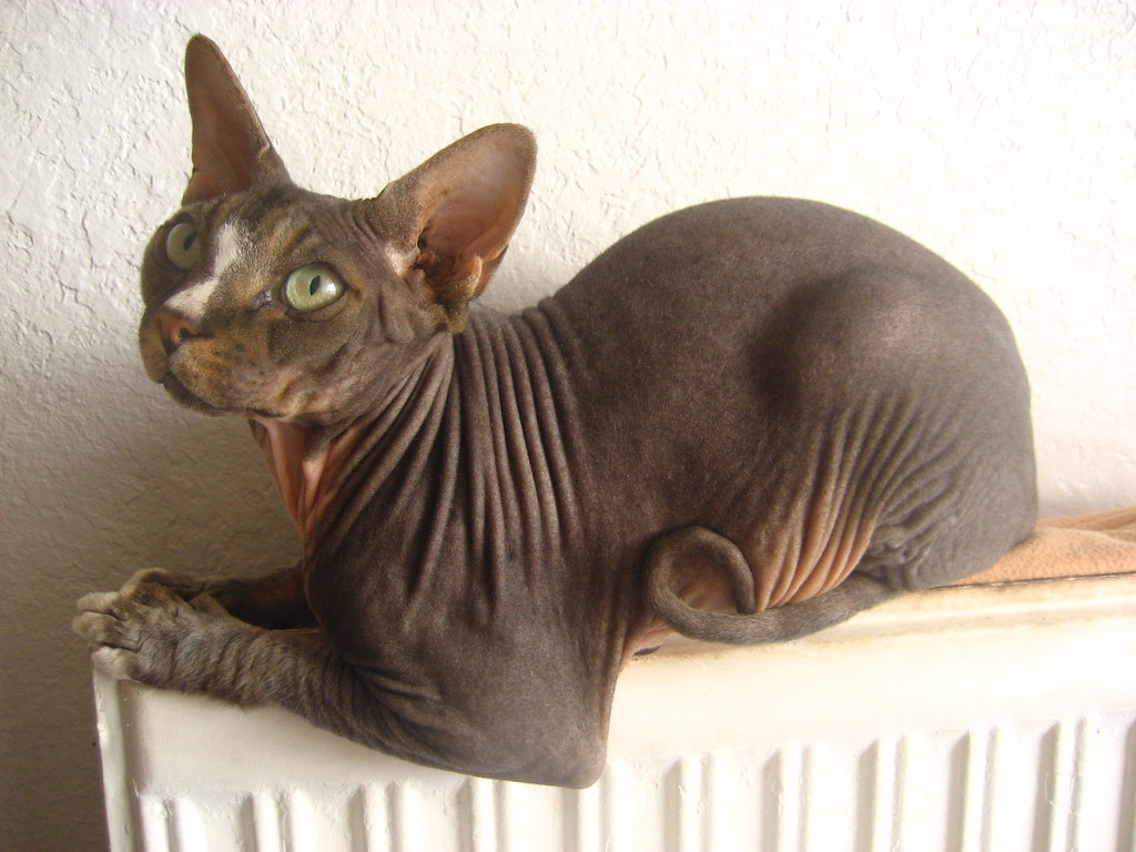 Virgo: Sphynx Cats Create Maintenance Nightmares (Image Credits: Flickr)