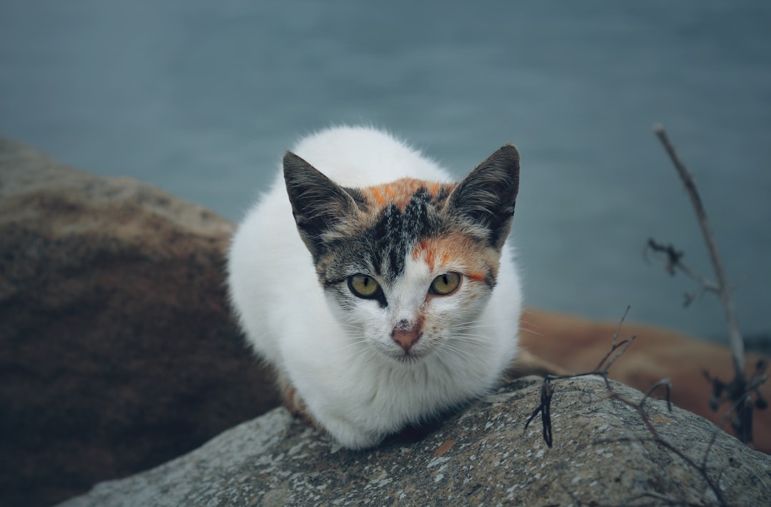 Cancer: The Natural Cat Whisperer (Image Credits: Unsplash)
