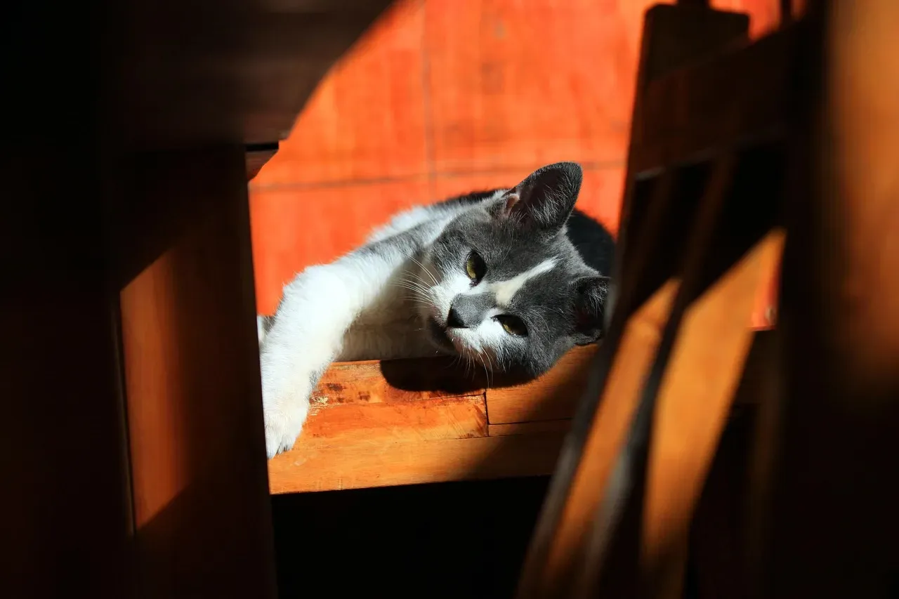 Conclusion: Your Cat Knows What You Don't (Image Credits: Pixabay)