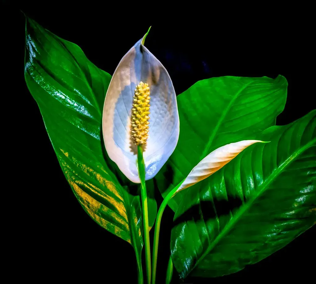 6. Peace Lily (Spathiphyllum spp.) (Jitney58, Flickr, CC BY 2.0)