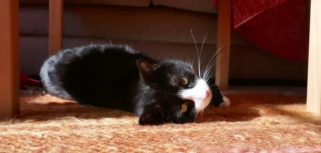 Conclusion: Embrace the Chaos (Image Credits: Flickr)