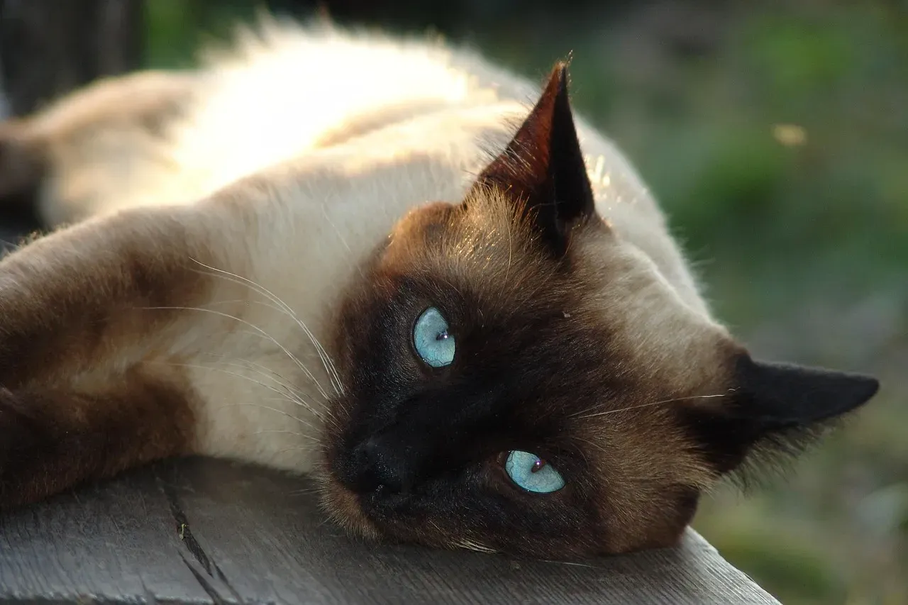 #1 - Siamese: The Shadow That Won't Share (Image Credits: Pixabay)