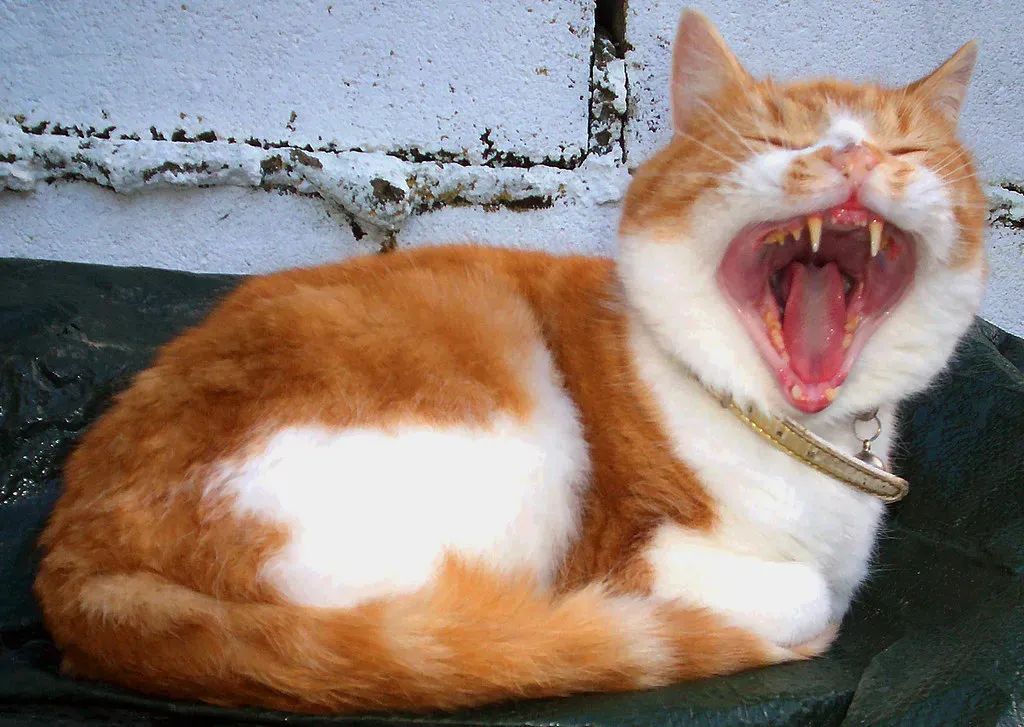 #13 - Not Every Cat Purrs the Same Way, and That's Normal (ohefin, Flickr, CC BY-SA 2.0)