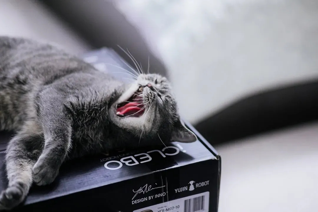 Recognizing When Play Turns Too Rough (Image Credits: Unsplash)