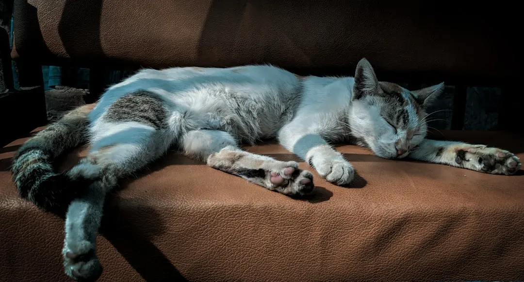 They Sleep Out in the Open Without a Care (Image Credits: Unsplash)