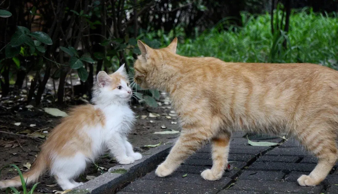 Do Cats Remember Other Cats and Their Mothers? (Image Credits: Pixabay)