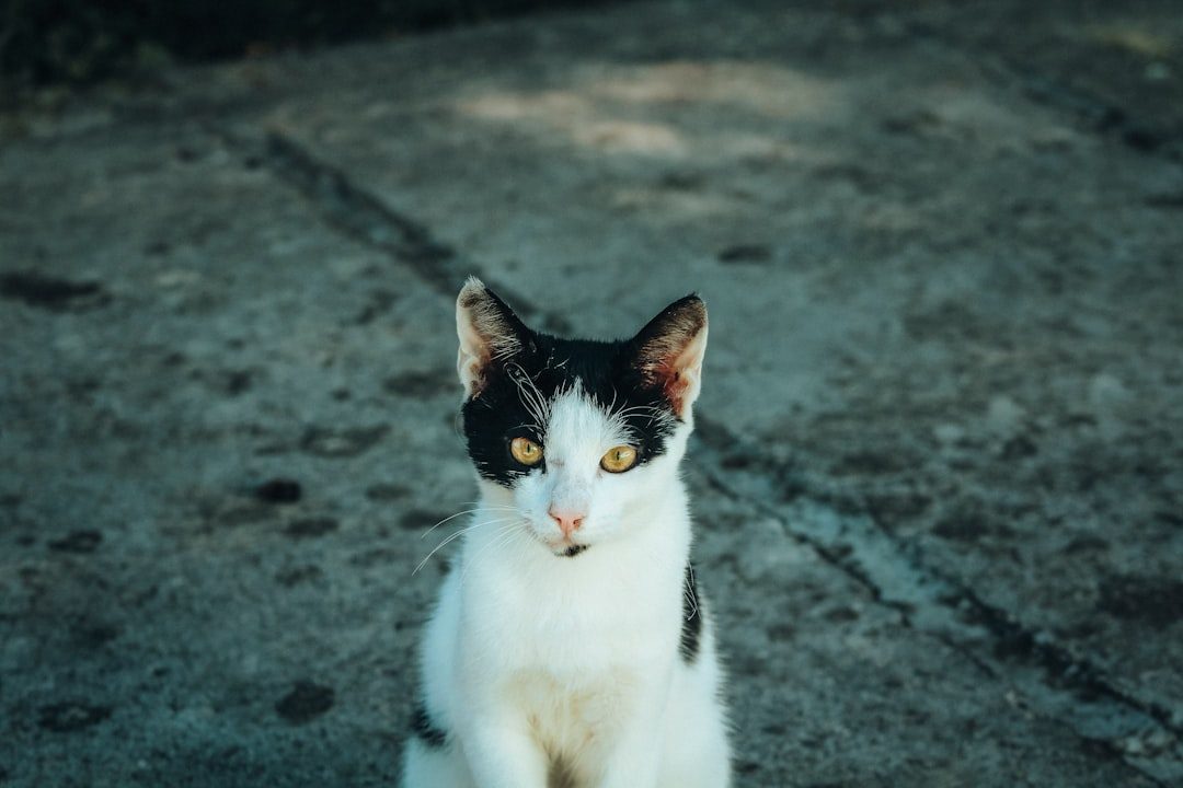 Science Backs Up What Cat Owners Already Know (Image Credits: Unsplash)