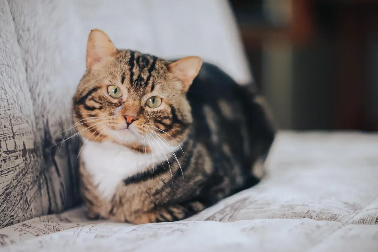 Cats and the Vocal Tones That Move Them (Image Credits: Pixabay)